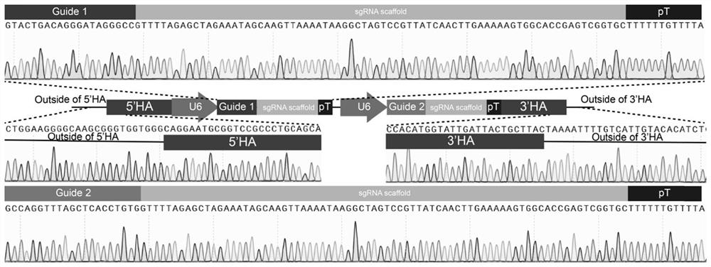 Construction method of neutrophil deletion mouse model