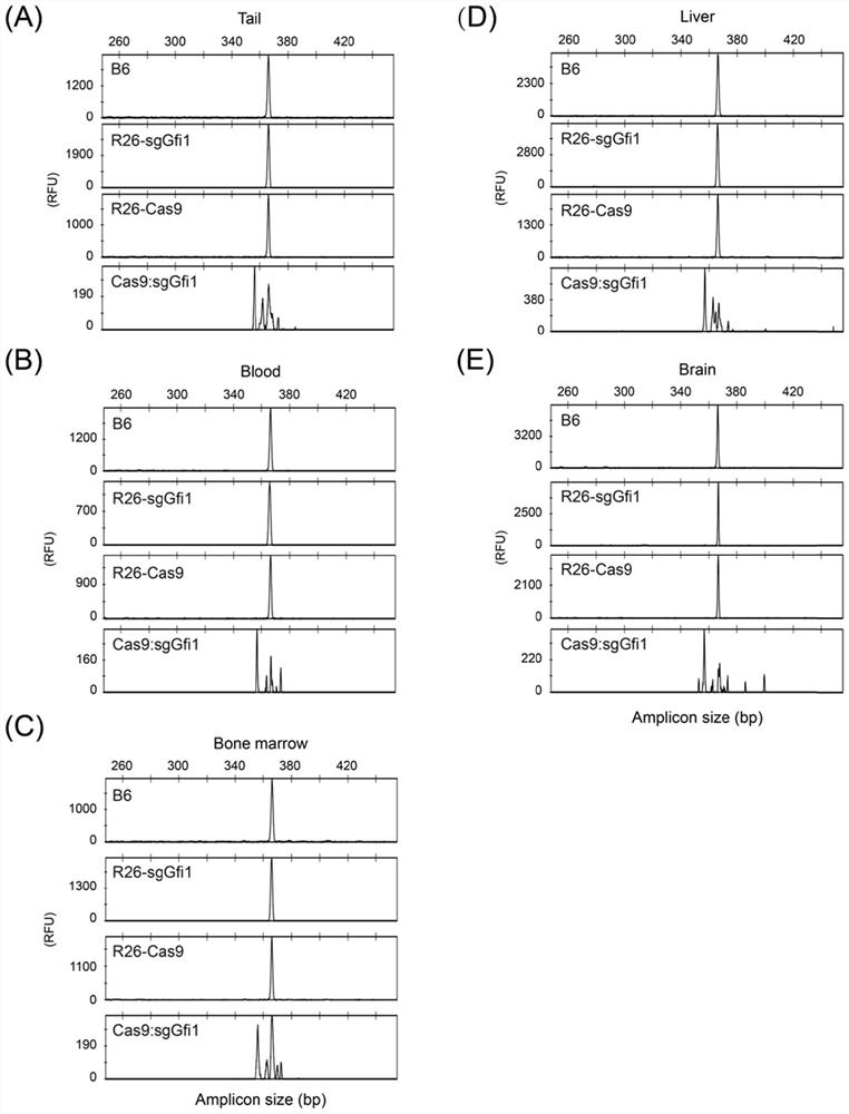 Construction method of neutrophil deletion mouse model