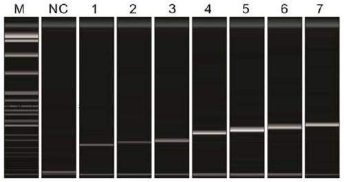 Multi-linkage probe amplification identification kit capable of detecting a plurality of avian respiratory pathogens