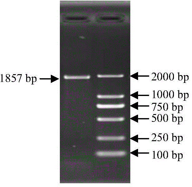 Cucurbita moschata internal reference gene and application thereof