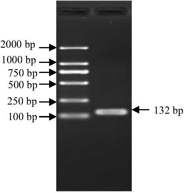 Cucurbita moschata internal reference gene and application thereof