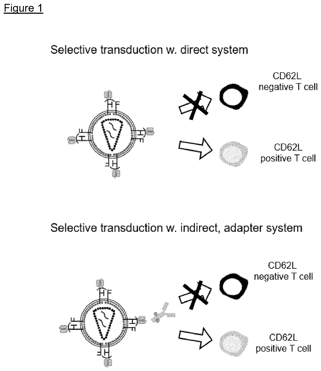 CD62L specific lentiviral vector particle for targeted transduction of T cell subsets