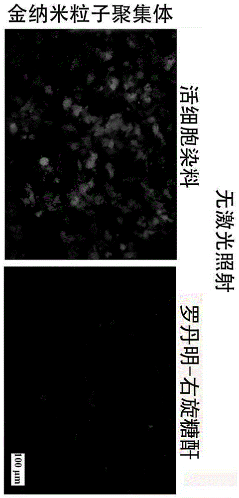 Method for preparing cells carrying exogenous molecules in photoinduced perforating mode, base material for preparing cells and cells