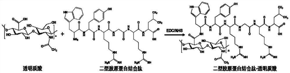 Joint injection preparation based on collagen-binding polypeptide modified hyaluronic acid and its preparation method and application