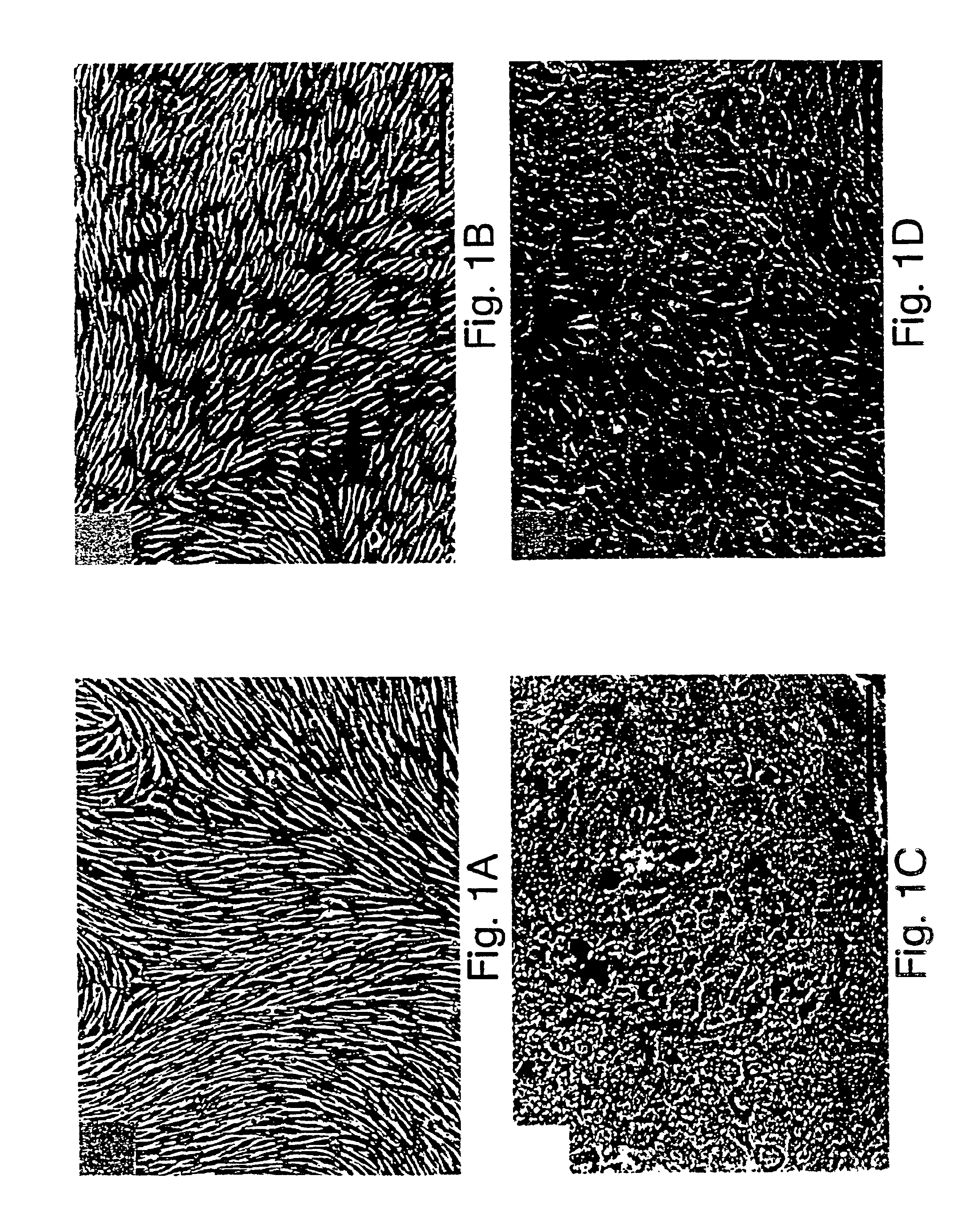 Retinal cell lines with extended life-span and their applications