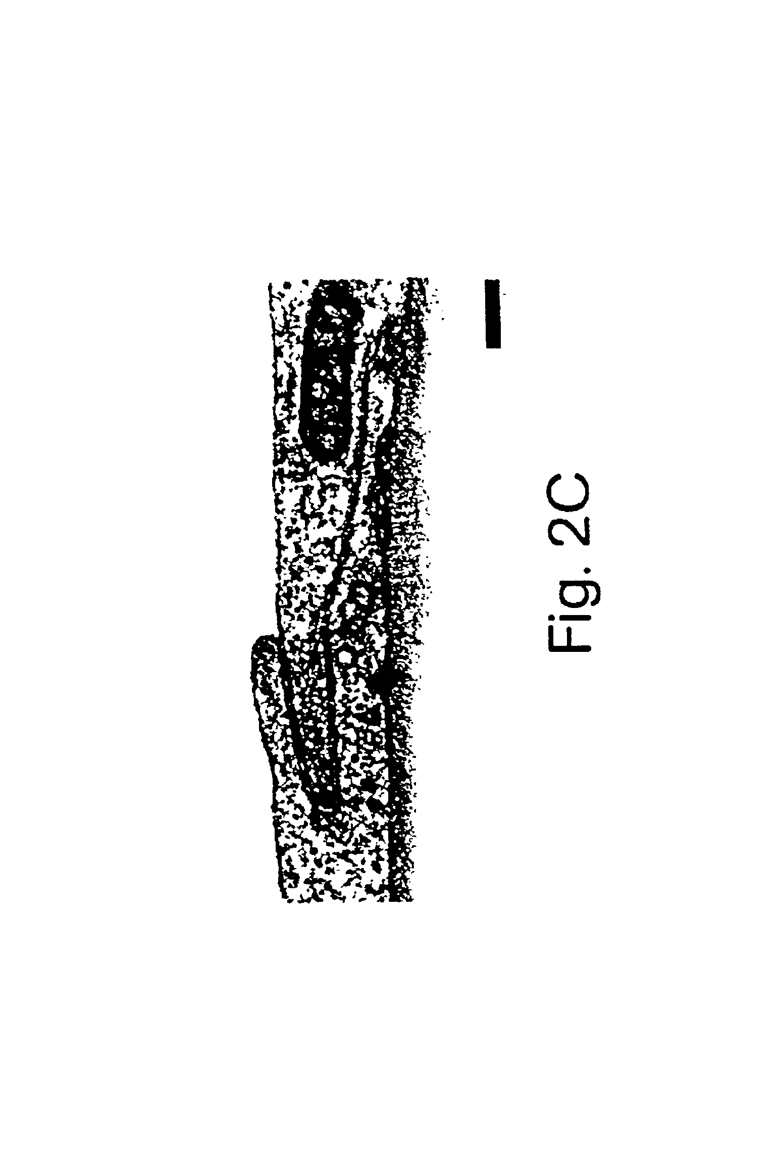 Retinal cell lines with extended life-span and their applications