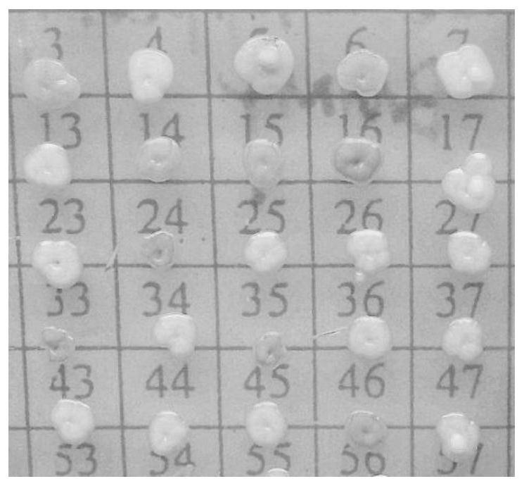 A visual antimicrobial peptide fusion protein and its preparation method and application