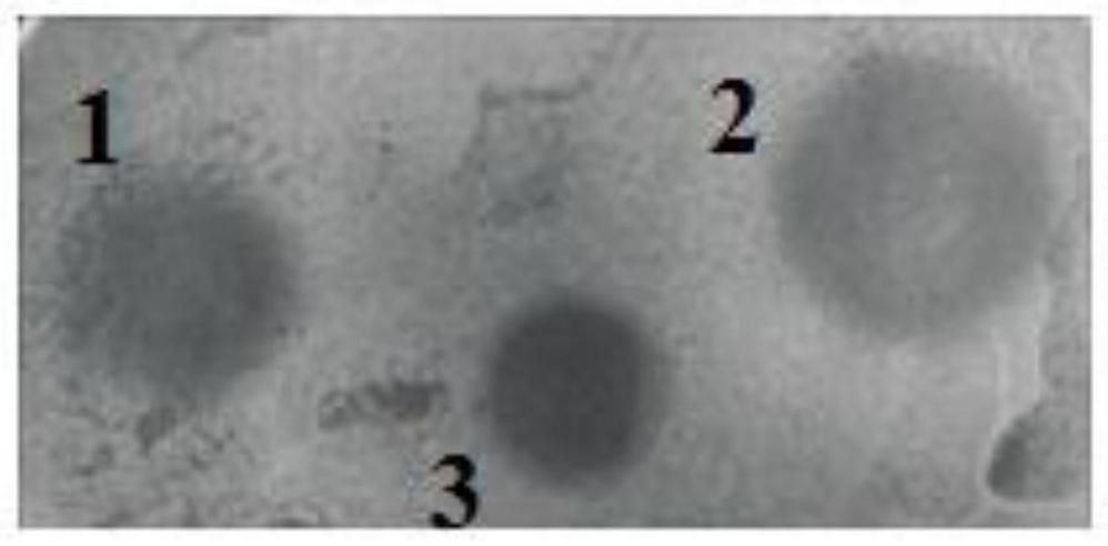 A visual antimicrobial peptide fusion protein and its preparation method and application