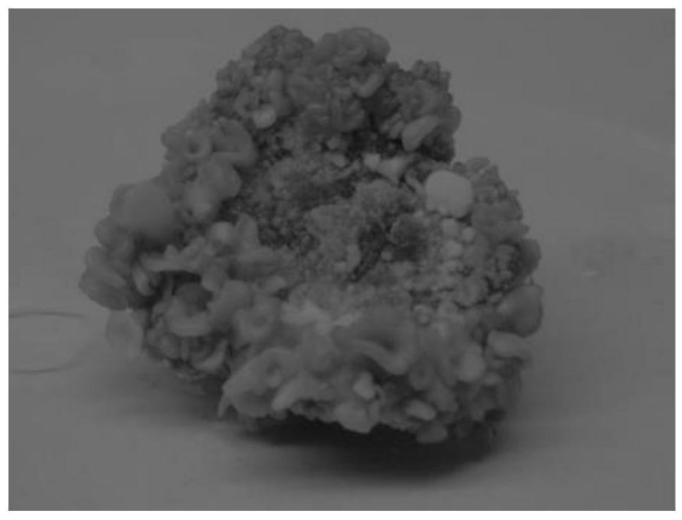 Method for inducing in-vitro leaf somatic embryo of Populus*euramericana Neva