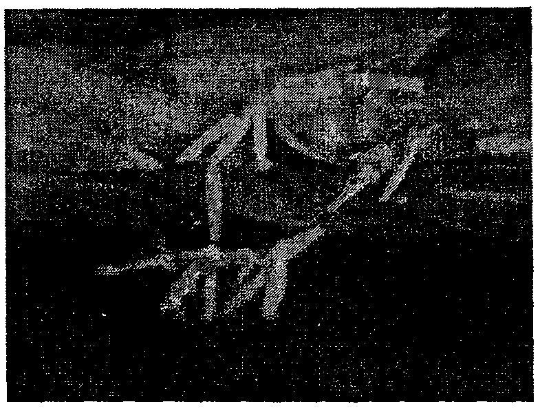 Fire-resistant lodging-resistant red lotus type cytoplasmic male sterile series breeding method