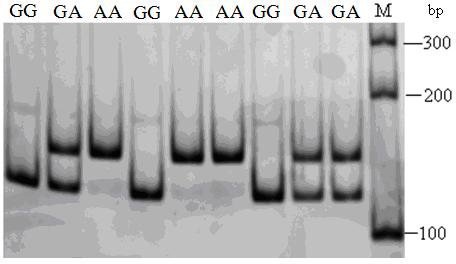 Method for rapidly screening bian chicken weight gain degree by molecular marking