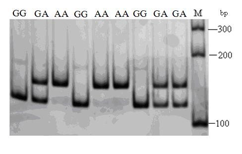 Method for rapidly screening bian chicken weight gain degree by molecular marking