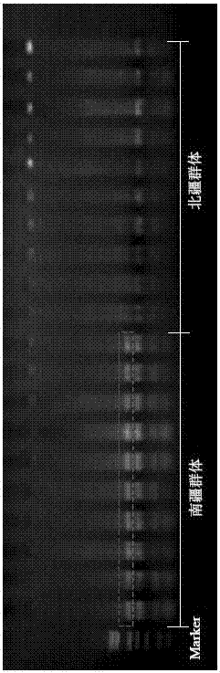 Method for distinguishing gymnodiptychus dybowskii distributed in southern and northern Xinjiang regions by utilizing ISSR molecular marker technology