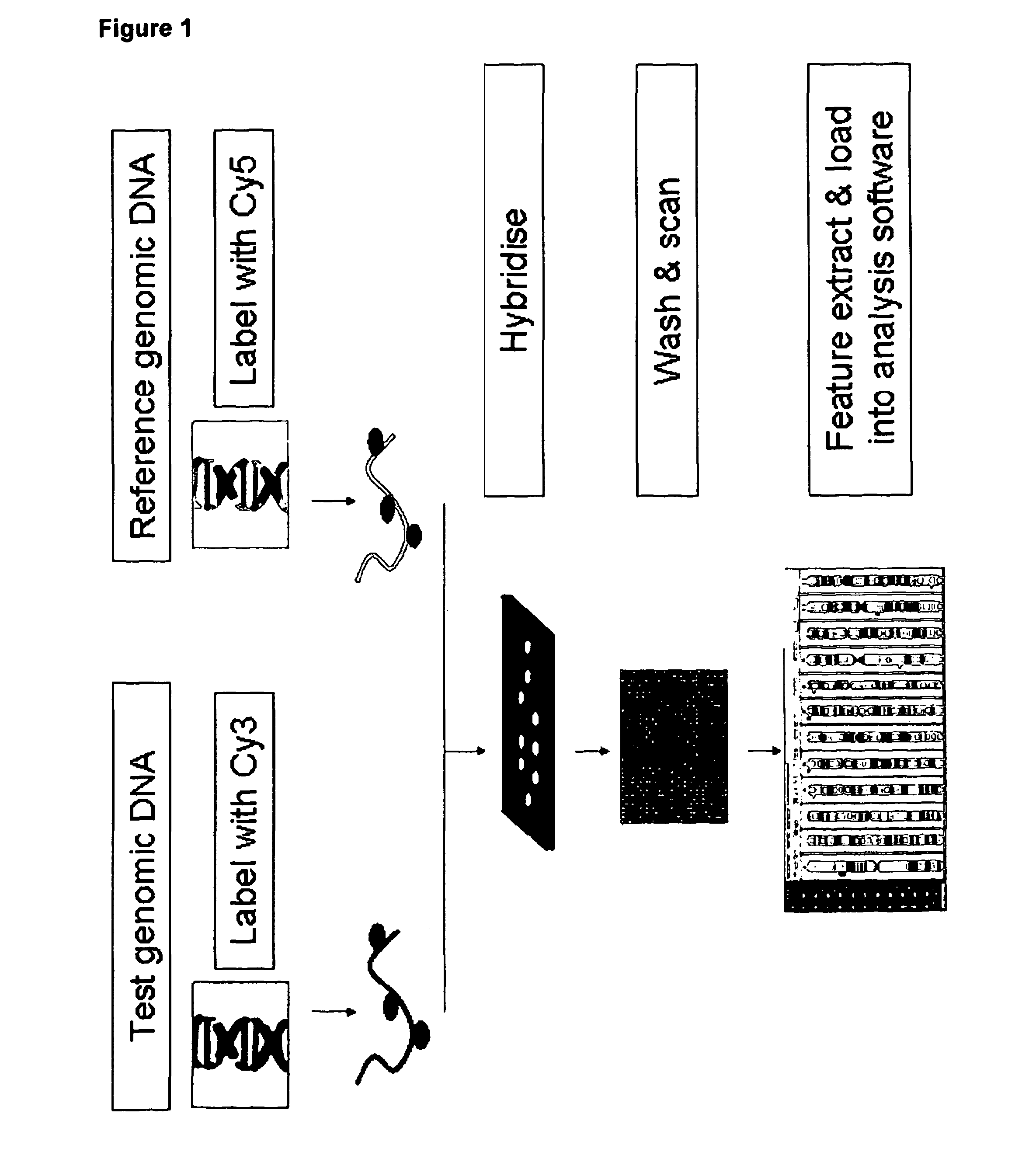 Combined CGH and allele specific hybridisation method