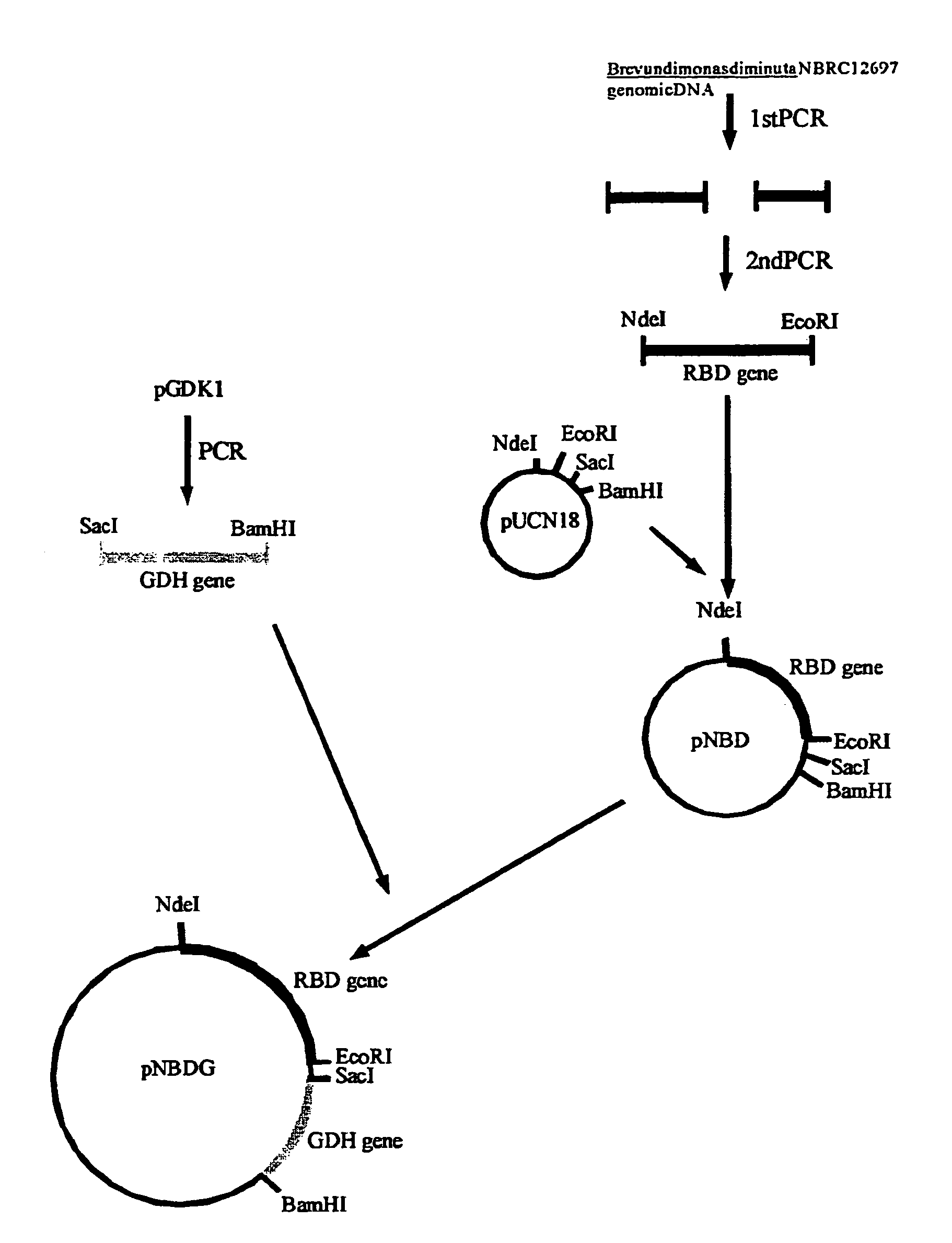 Method for production of erythro-or threo-2-amino-3-hydroxypropionic acid ester, novel carbonyl reductase, gene for the reductase, vector, transformant, and method for production of optically active alcohol using those