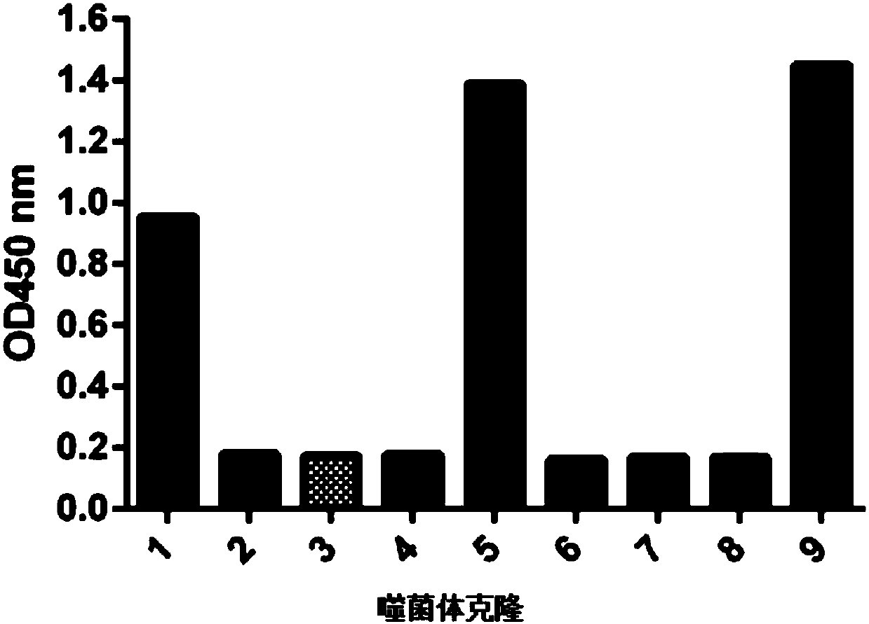 Anti-interferon alpha-2b nanobody and application thereof