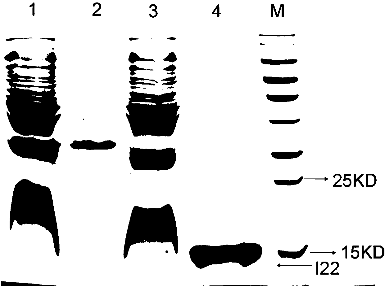 Anti-interferon alpha-2b nanobody and application thereof