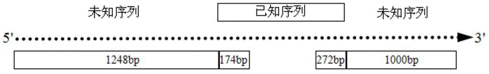 Fusobacterium necrophorum recombinant hemagglutinin related outer membrane protein and preparation method thereof