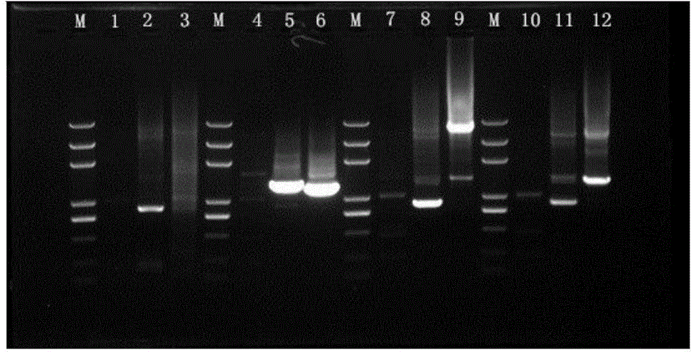 Fusobacterium necrophorum recombinant hemagglutinin related outer membrane protein and preparation method thereof