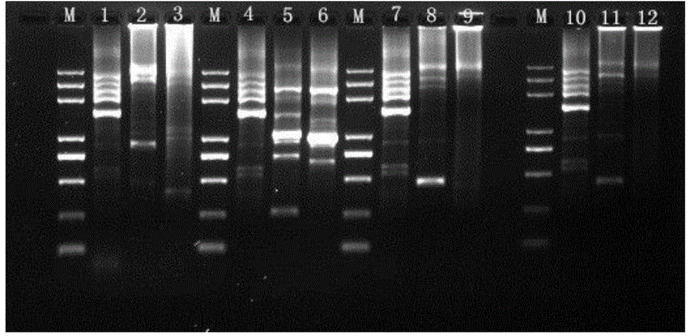 Fusobacterium necrophorum recombinant hemagglutinin related outer membrane protein and preparation method thereof