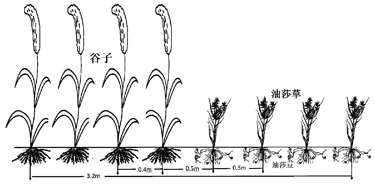 Windy desert area mandulapalka and millet intercropping anti-wind-erosion planting method