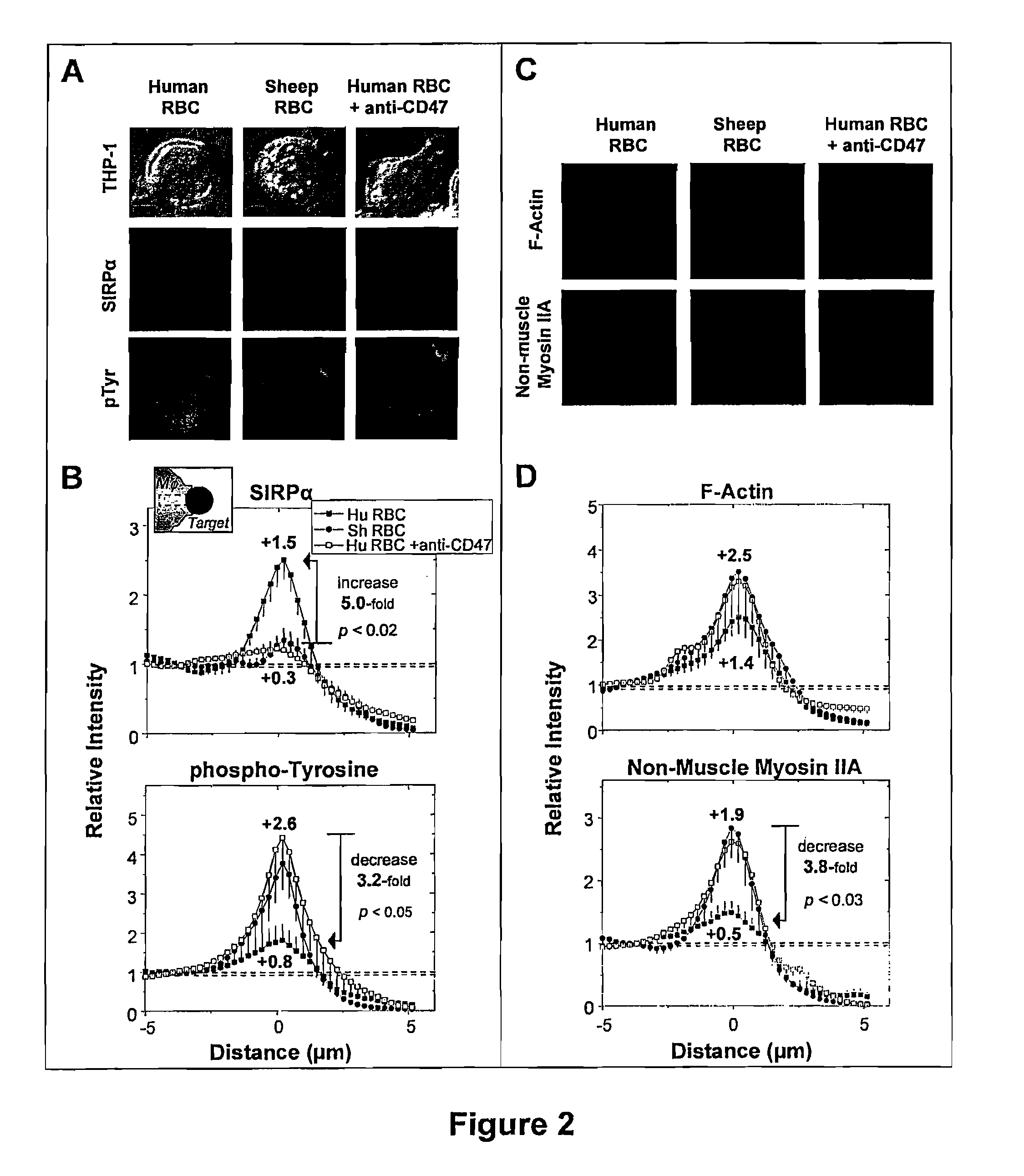 Protection of virus particles from phagocytosis by expression of CD47