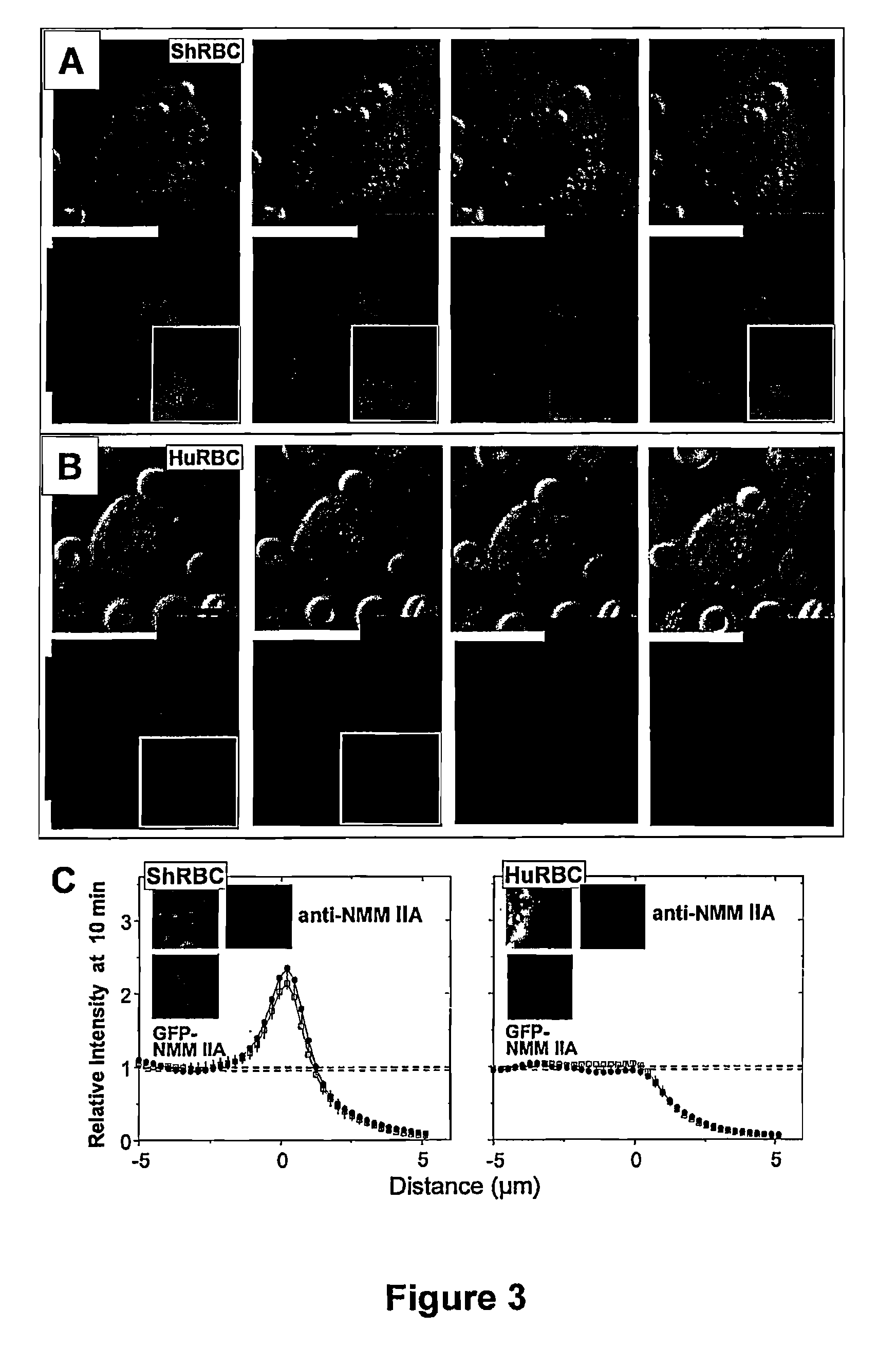 Protection of virus particles from phagocytosis by expression of CD47