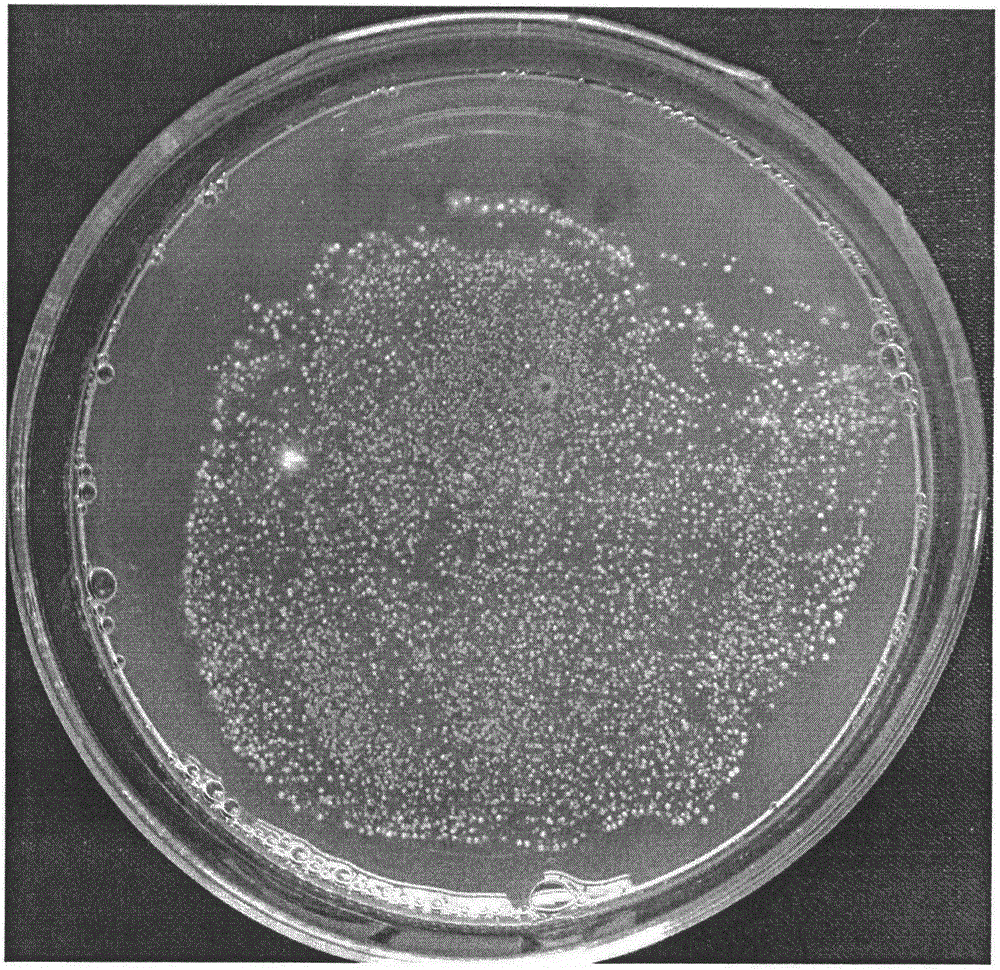 Ribose culture medium applicable to ustilaginoidea virens spore production and application method of ribose culture medium