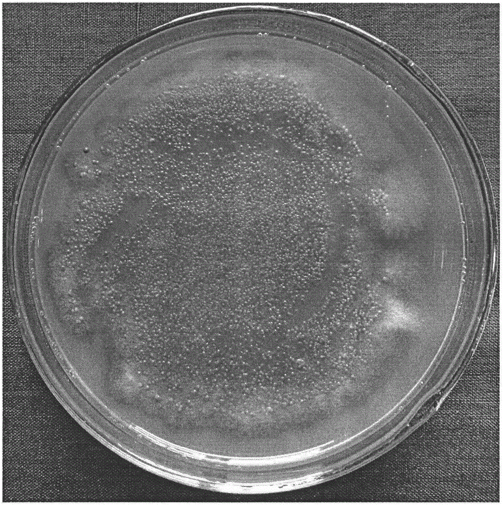 Ribose culture medium applicable to ustilaginoidea virens spore production and application method of ribose culture medium