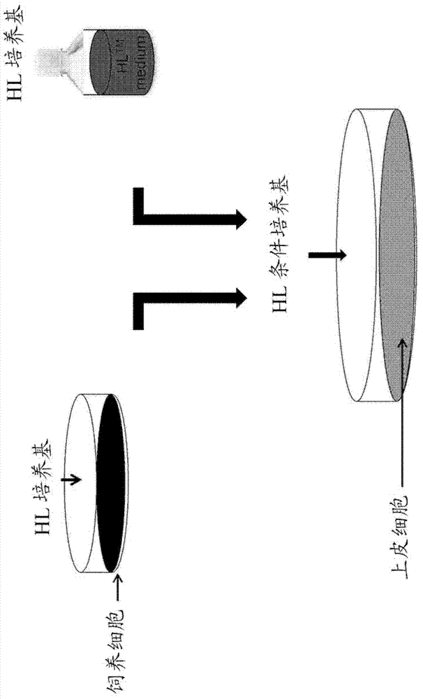 Culture medium, cell culture kit and cell culture method