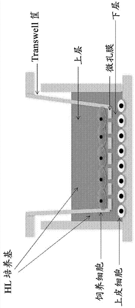 Culture medium, cell culture kit and cell culture method