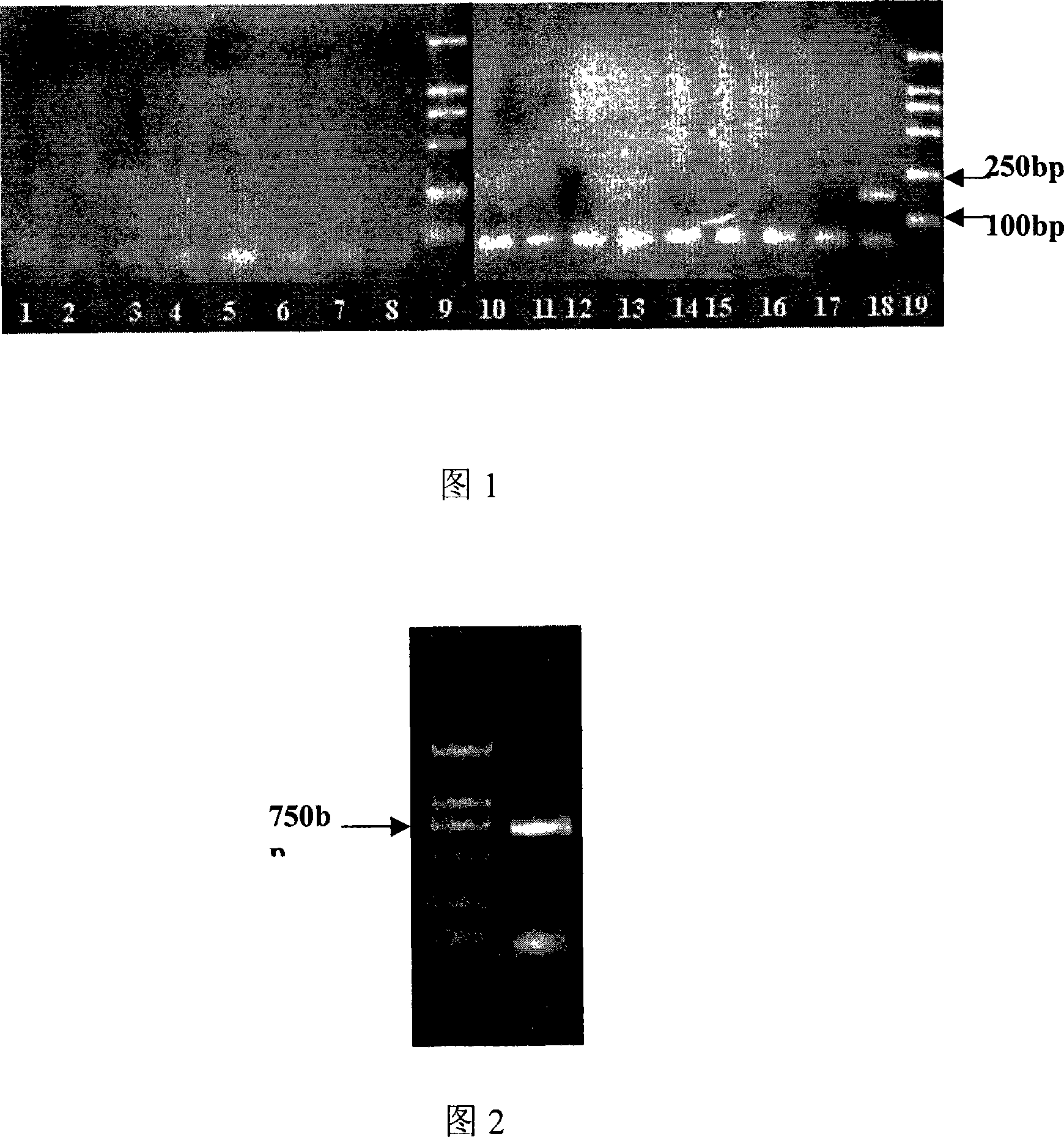 Method for detecting growth rate of skeletonema costatum