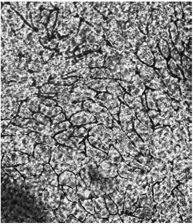 Method for in-vitro construction of tissue-engineered corneal endothelium