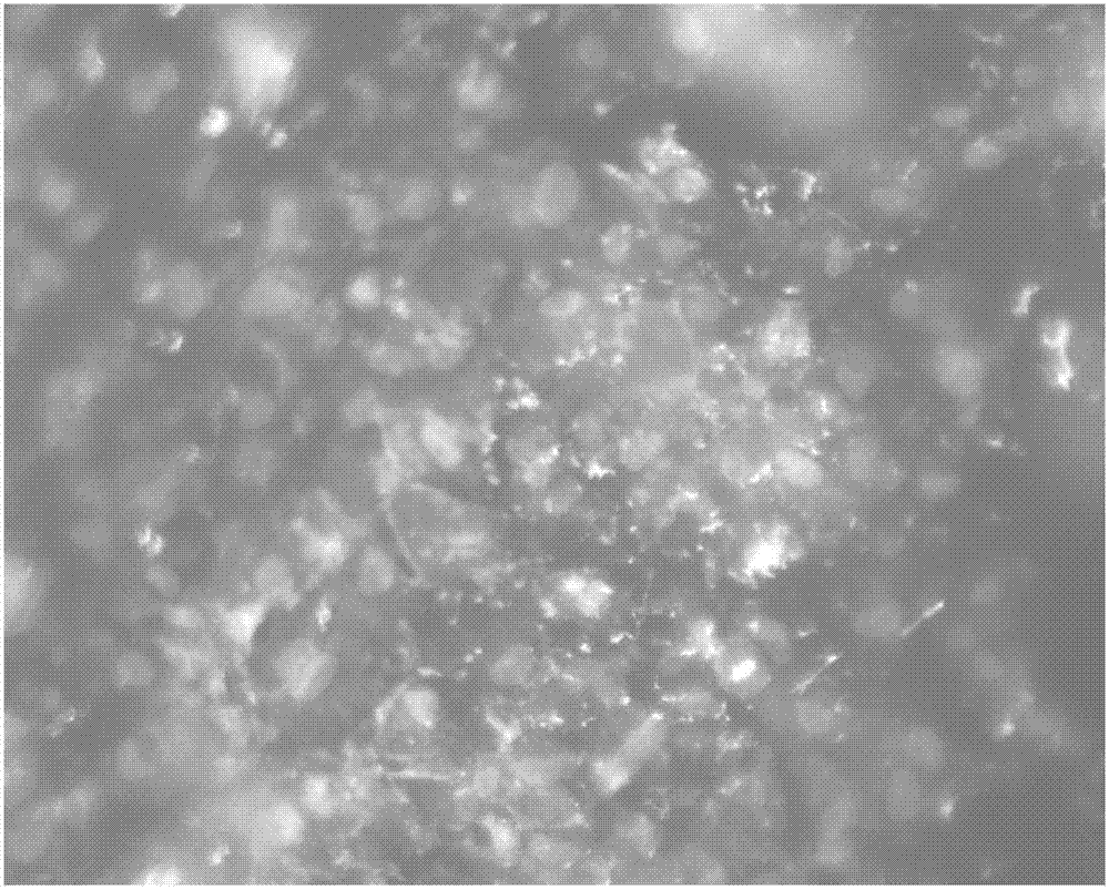 Method for in-vitro construction of tissue-engineered corneal endothelium