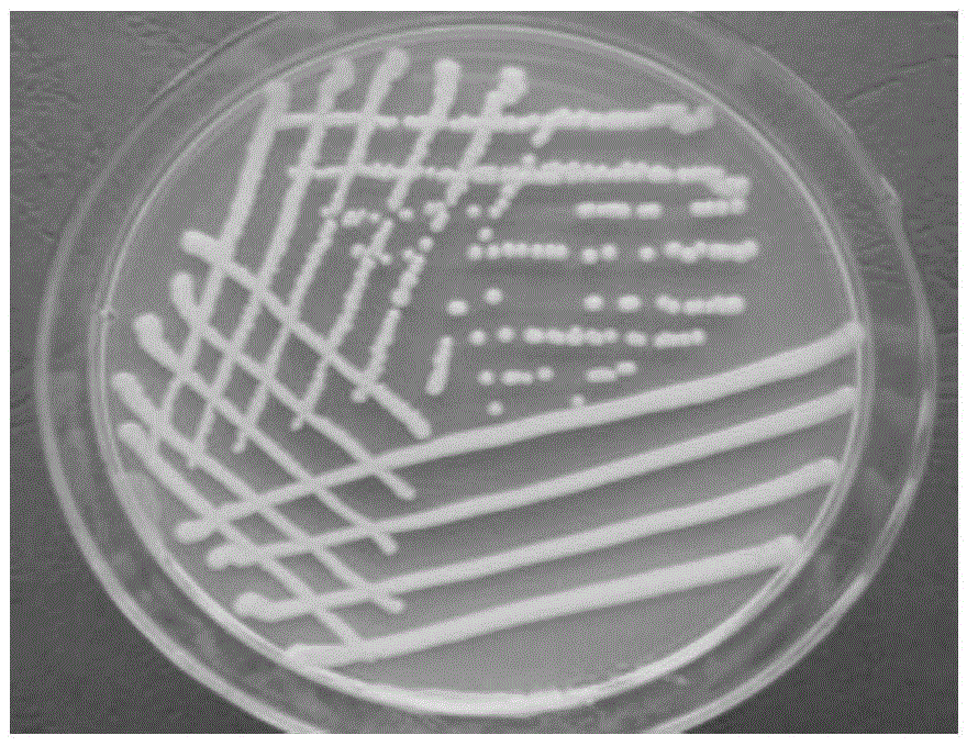 A strain of Serratia marcescens resistant to X. citrus