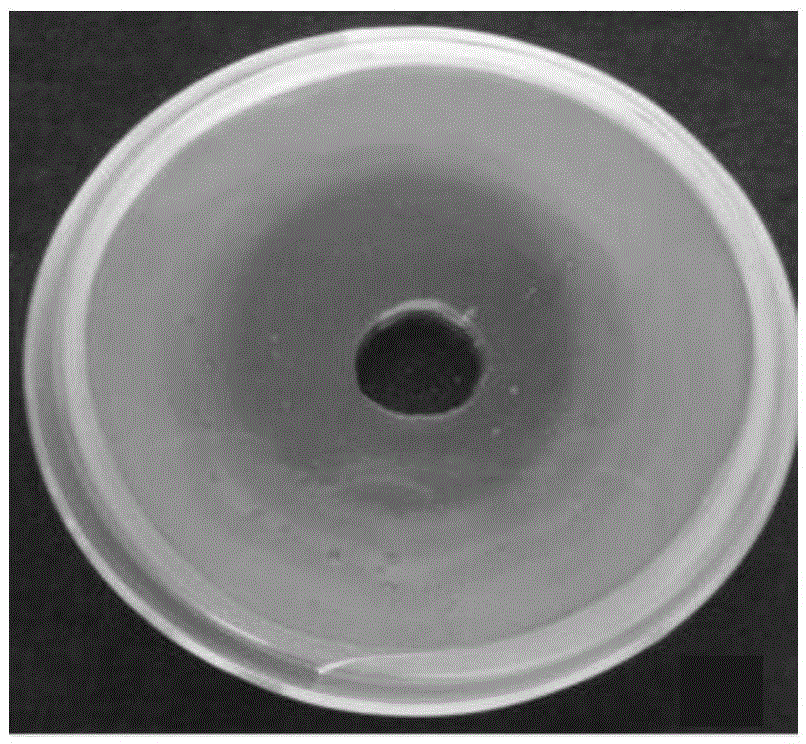 A strain of Serratia marcescens resistant to X. citrus