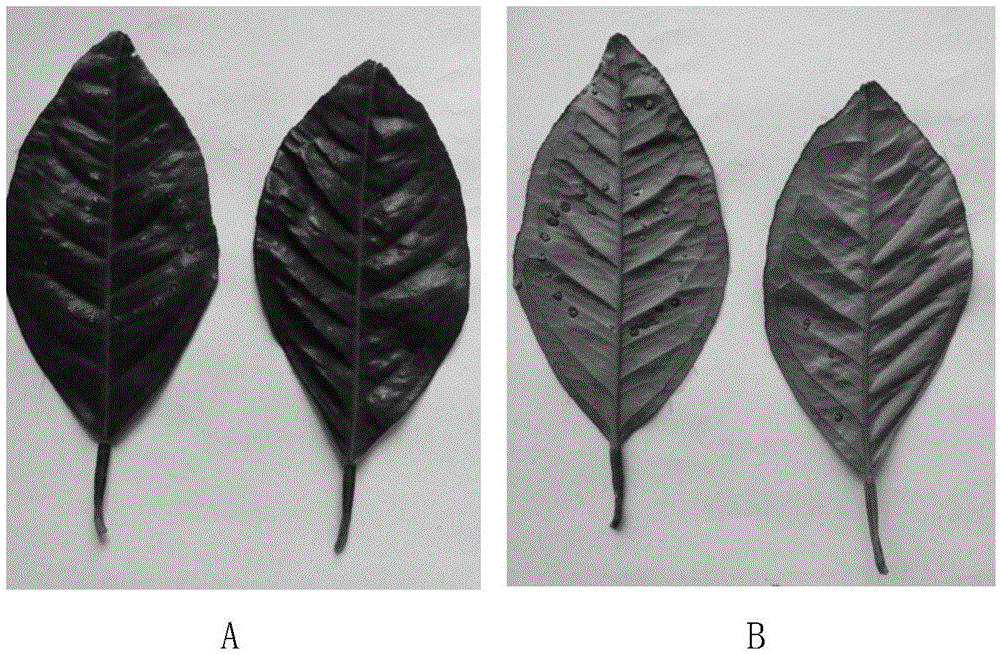 A strain of Serratia marcescens resistant to X. citrus