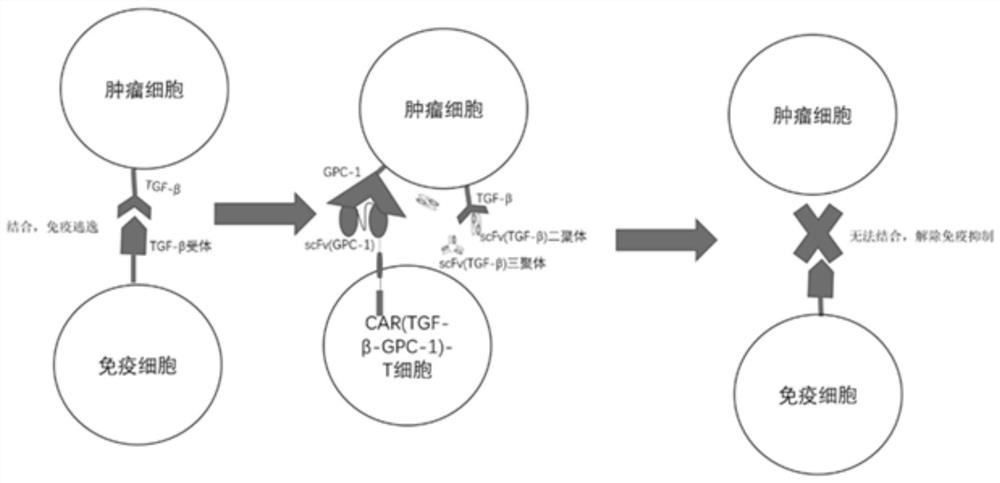 A chimeric antigen receptor and its modified immune cells and the application of the immune cells in the treatment of advanced pancreatic cancer