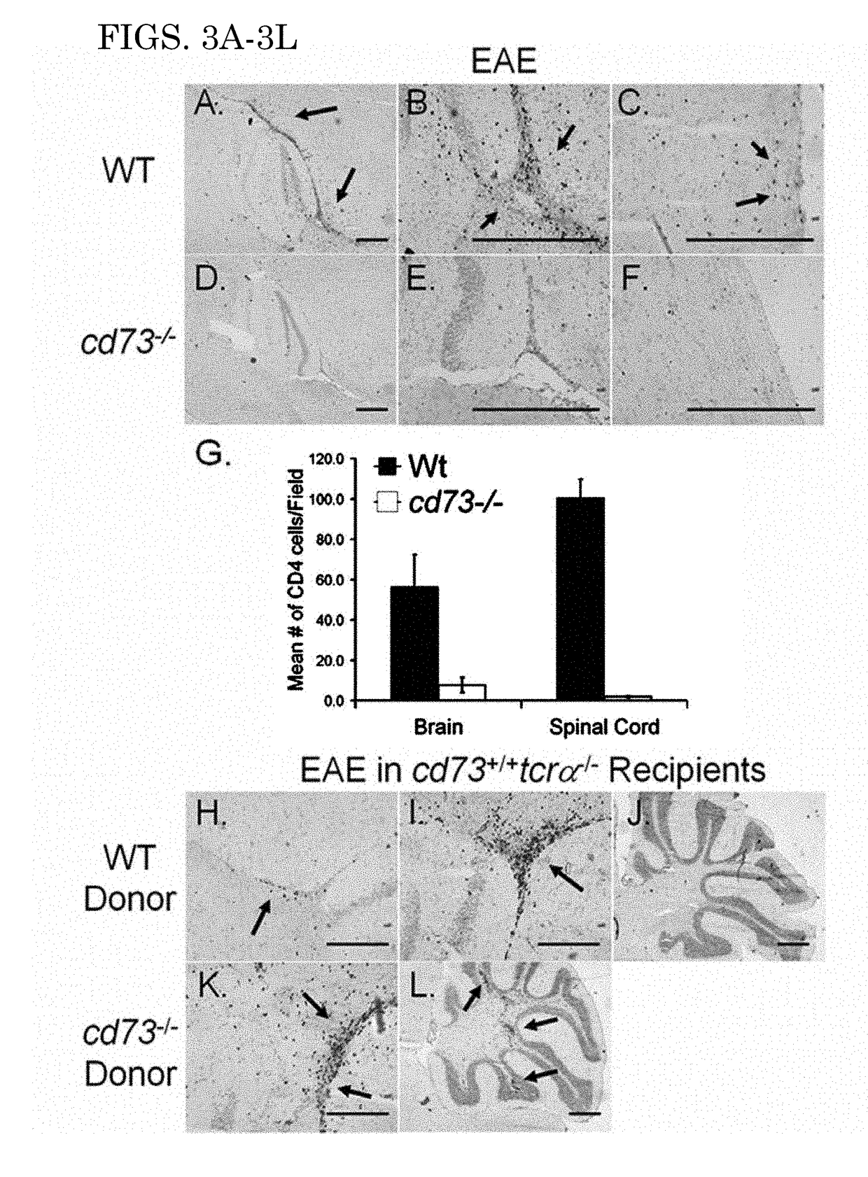 Modulation of blood brain barrier permeability