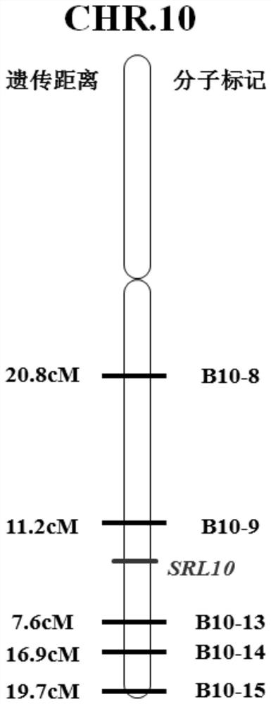 Rice half-roll leaf gene srl10 and its application