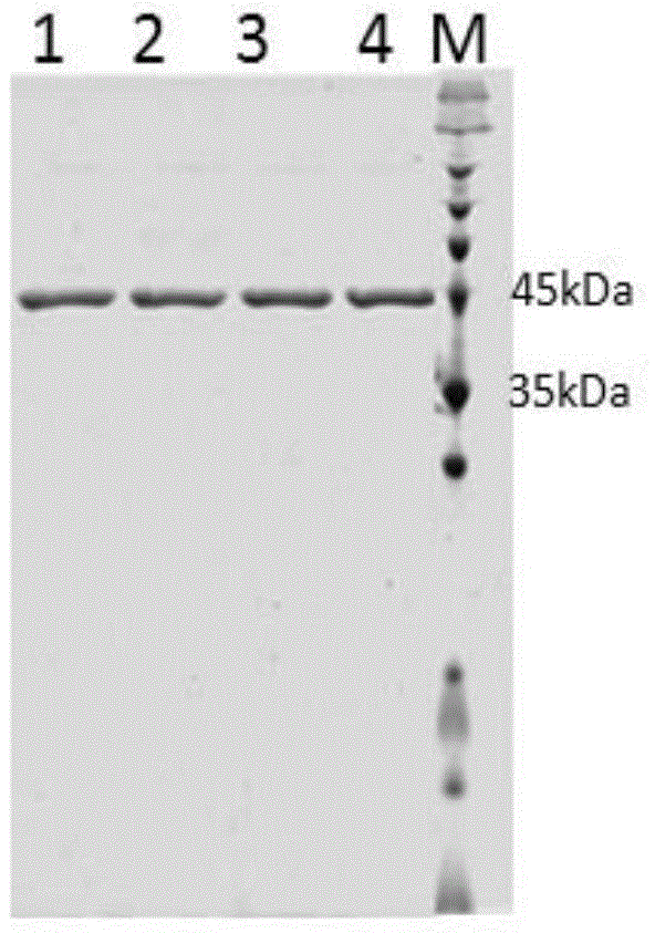 Human recombinant [beta]-interferon fusion protein