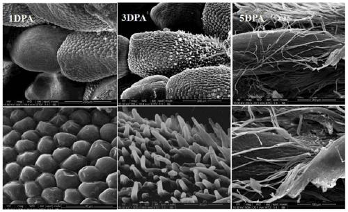 Regulatory gene PdeMIXTA02 for initial development of floc of Poplus deltoides and application of the regulatory gene PdeMIXTA02