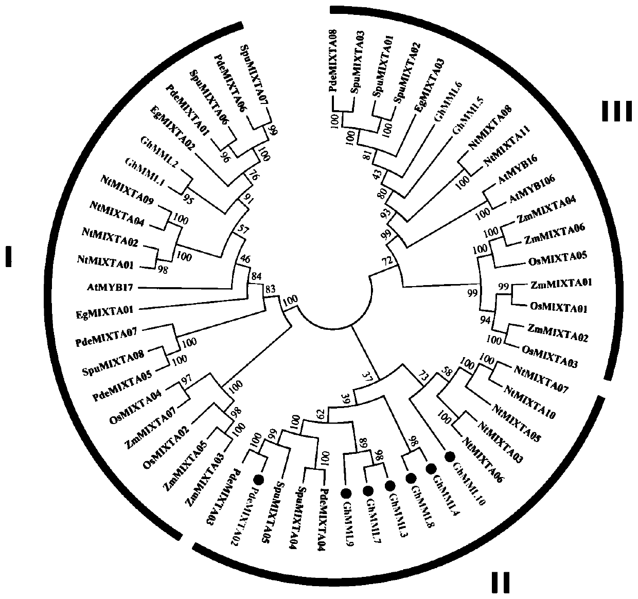 Regulatory gene PdeMIXTA02 for initial development of floc of Poplus deltoides and application of the regulatory gene PdeMIXTA02