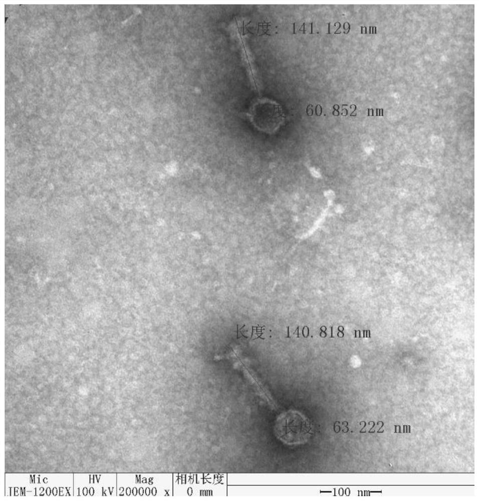 A Phage of Aeromonas hydrophila and Its Application