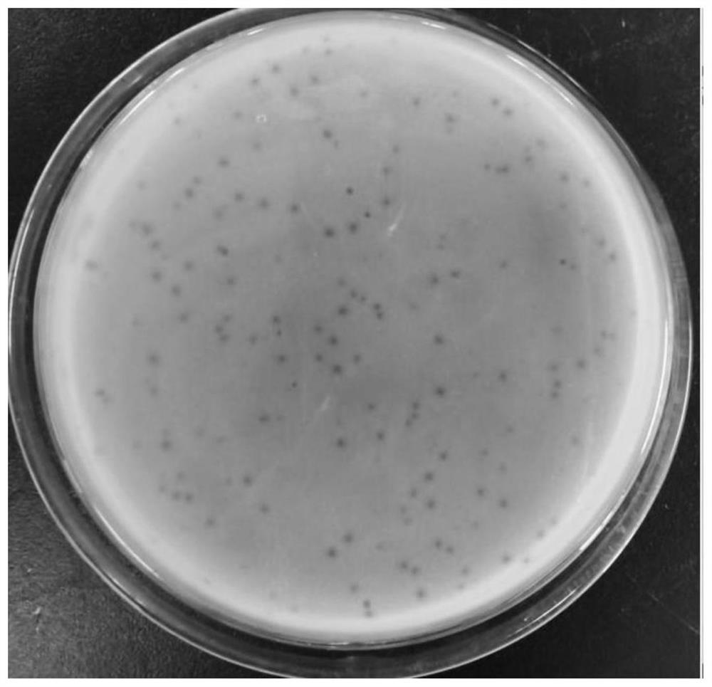 A Phage of Aeromonas hydrophila and Its Application