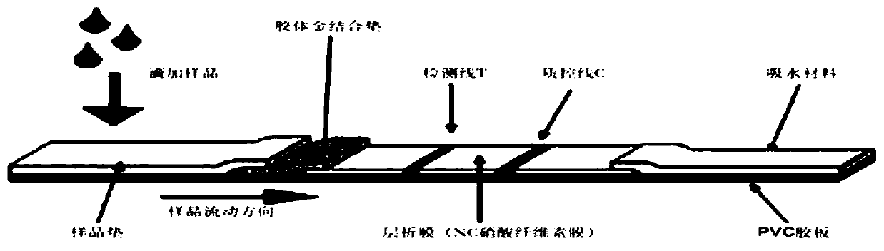 Test strip for detecting infectious laryngotracheitis virus, preparation method, detection method and kit