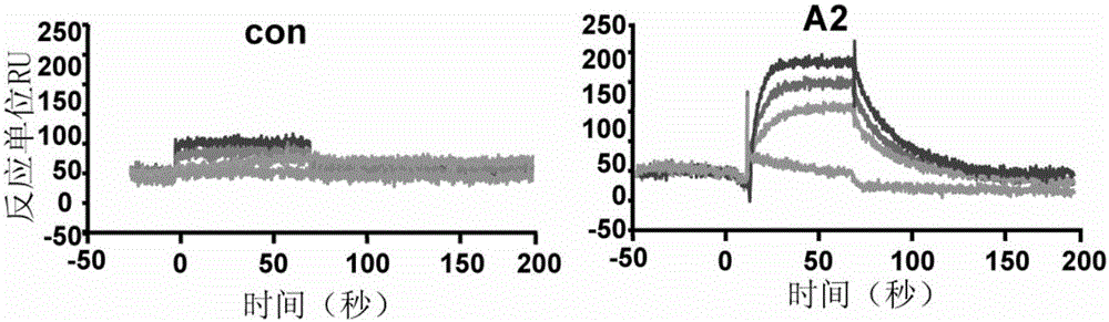 Application of polypeptide or its derivative in prevention and/or treatment of hypertensive myocardial hypertrophy