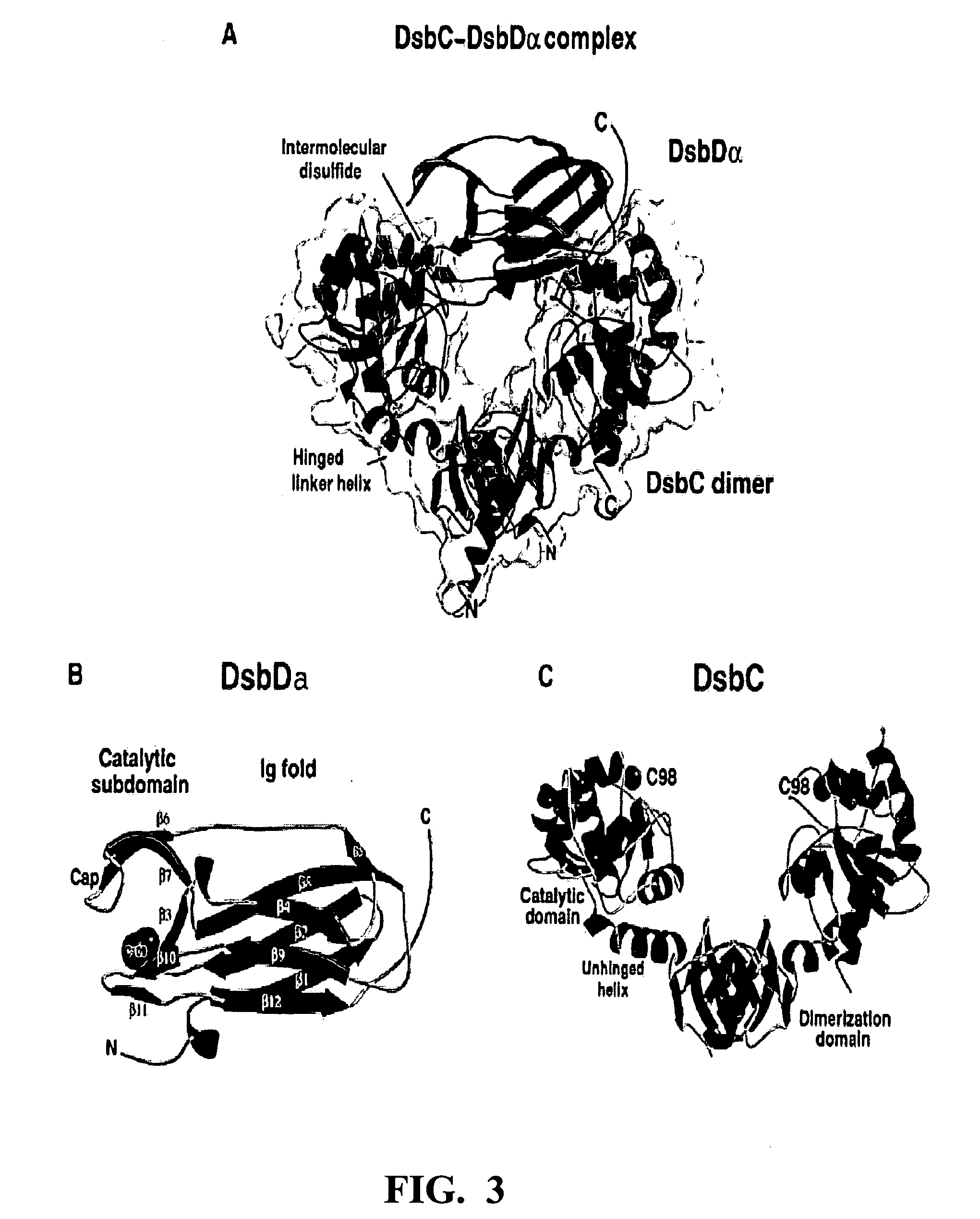 Method of expressing proteins with disulfide bridges