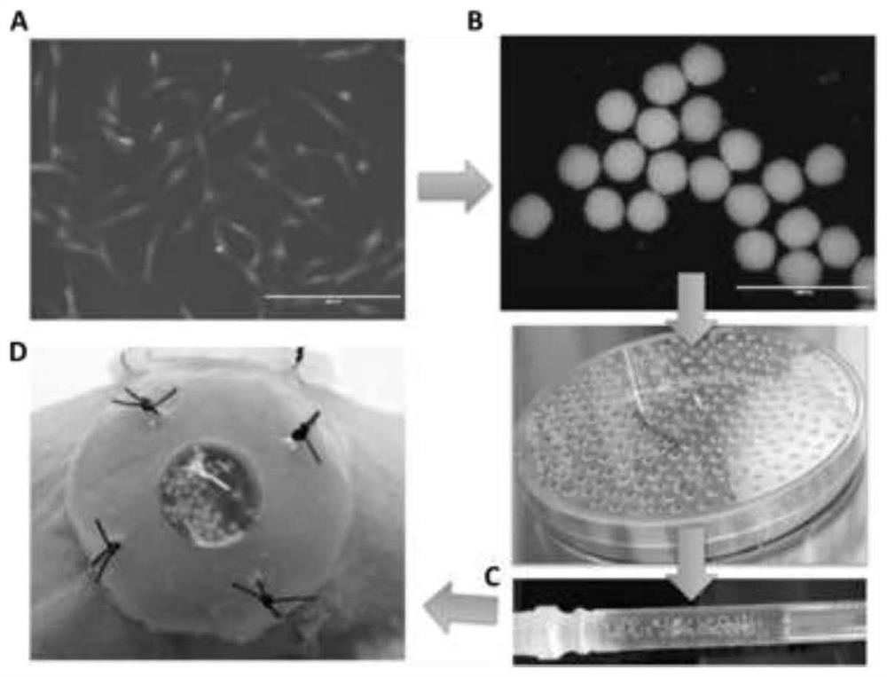 A kind of stem cell ointment for treating skin damage and preparation method thereof