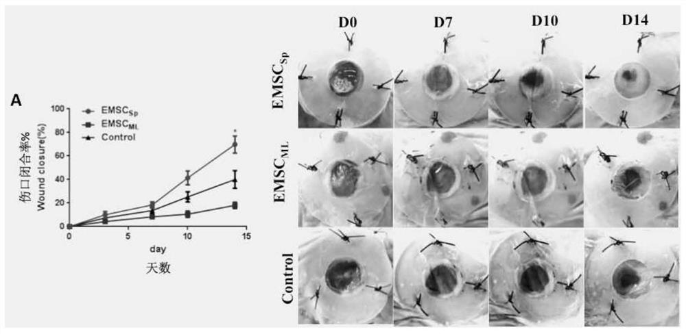 A kind of stem cell ointment for treating skin damage and preparation method thereof